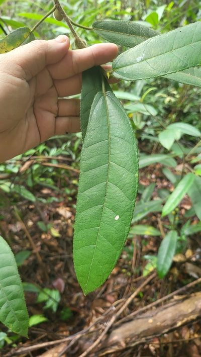 Ficus aurata, photographed by Cheongweei Gan
