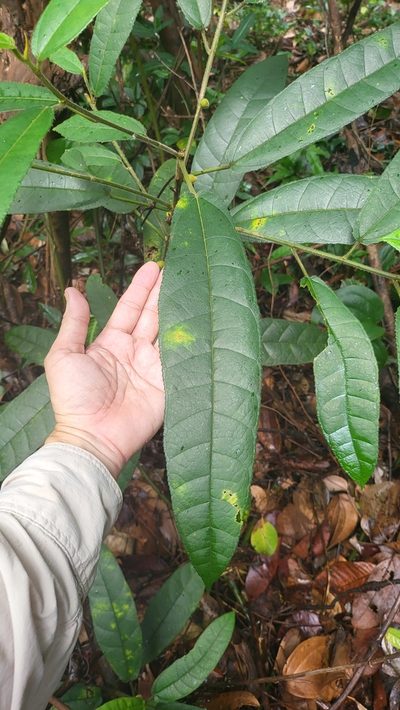 Ficus aurata, photographed by Cheongweei Gan
