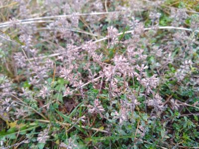 Thymus praecox, photographed by jpuf