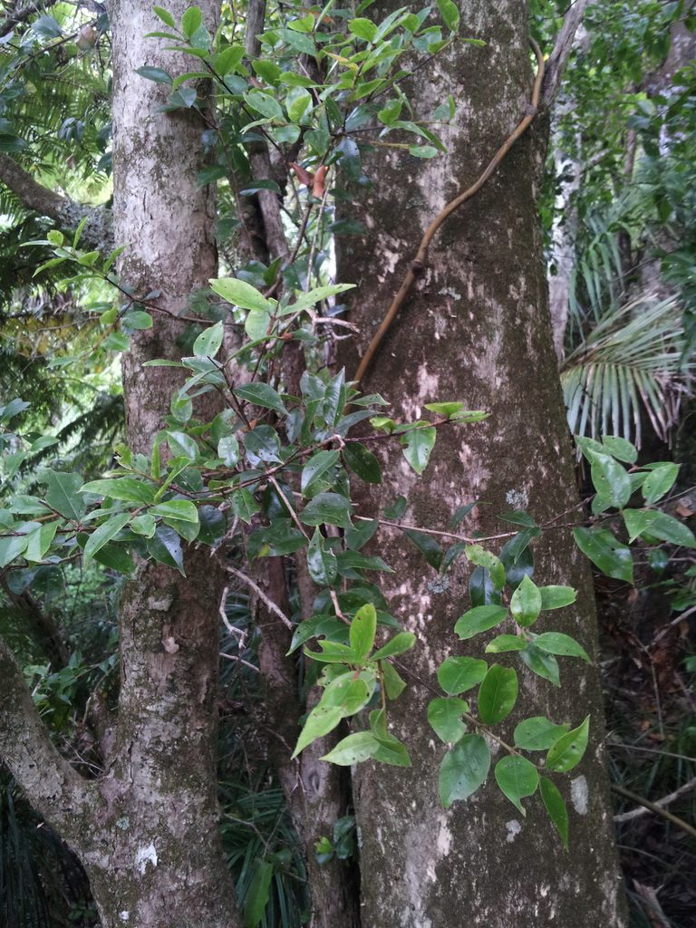 Metrosideros bartlettii, photographed by Peter de Lange