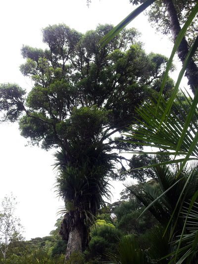 Metrosideros bartlettii, photographed by Peter de Lange