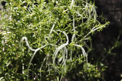 Galium tomentosum, photographed by Tony Rebelo