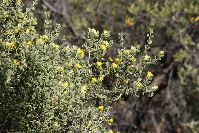 Pteronia divaricata, photographed by Tony Rebelo