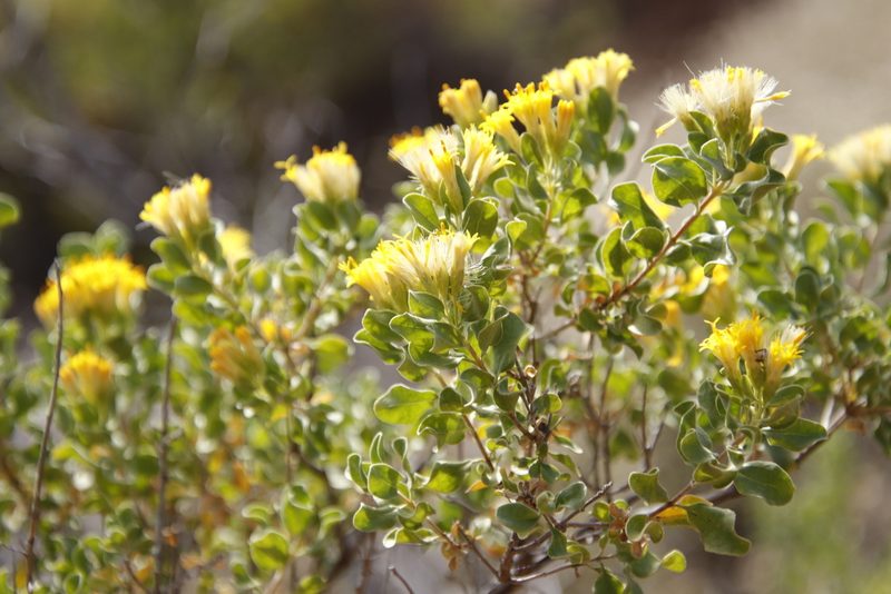 Pteronia undulata, photographed by Tony Rebelo
