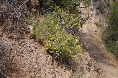 Pteronia undulata, photographed by Tony Rebelo
