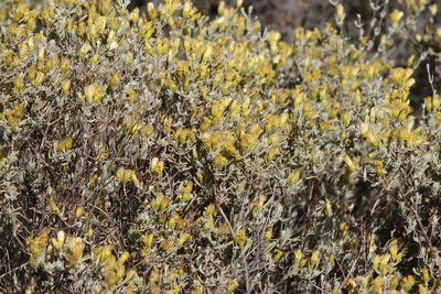 Pteronia incana, photographed by Tony Rebelo