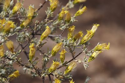 Pteronia incana, photographed by Tony Rebelo