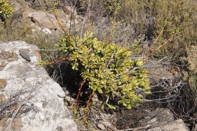 Tylecodon paniculatus, photographed by Tony Rebelo