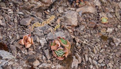 Crassula tomentosa, photographed by Tony Rebelo