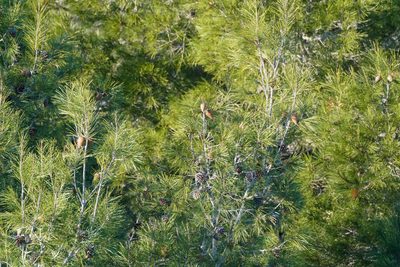 Pinus halepensis, photographed by WATANABE Hitoshi 渡辺仁