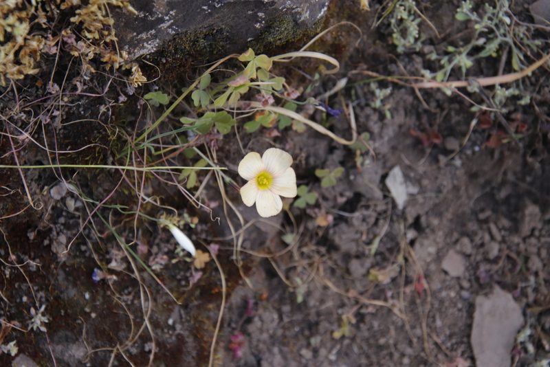 Oxalis obtusa, photographed by Tony Rebelo