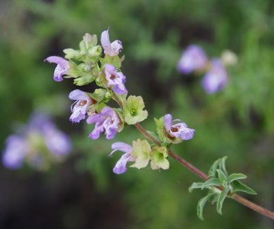 Salvia dentata, photographed by Tony Rebelo