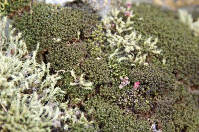 Pseudocrossidium crinitum, photographed by Tony Rebelo