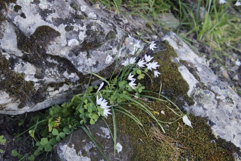 Geissorhiza inaequalis, photographed by Tony Rebelo