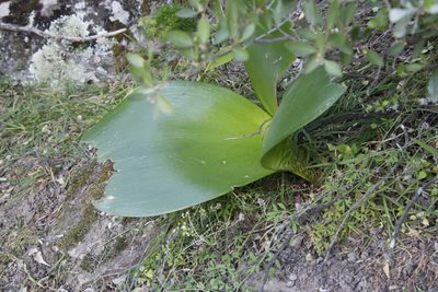 Haemanthus coccineus, photographed by Tony Rebelo