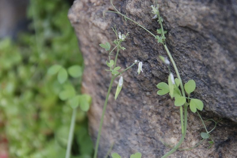 Cysticapnos cracca, photographed by Tony Rebelo