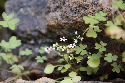 Crassula dentata, photographed by Tony Rebelo