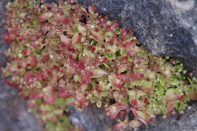 Crassula strigosa, photographed by Tony Rebelo
