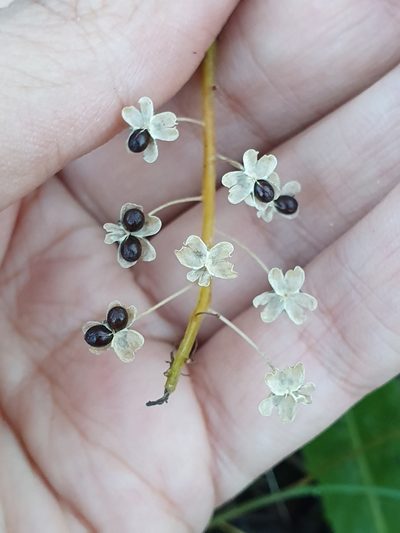 Barnardia numidica, photographed by Mehdi Chetibi