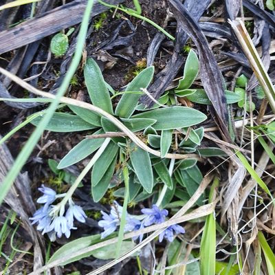 Hyacinthoides lingulata, photographed by Mehdi Chetibi