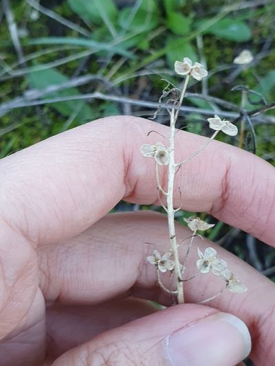 Barnardia numidica, photographed by Mehdi Chetibi
