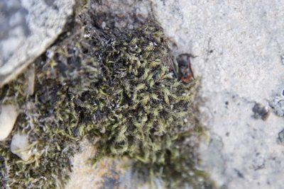 Pseudocrossidium crinitum, photographed by Tony Rebelo
