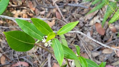 Leichhardtia suaveolens, photographed by Eamonn Culhane
