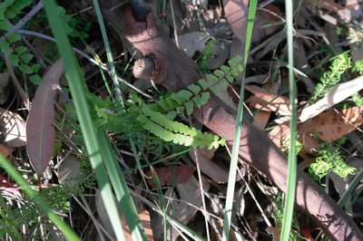 Lindsaea linearis, photographed by Gary Williams