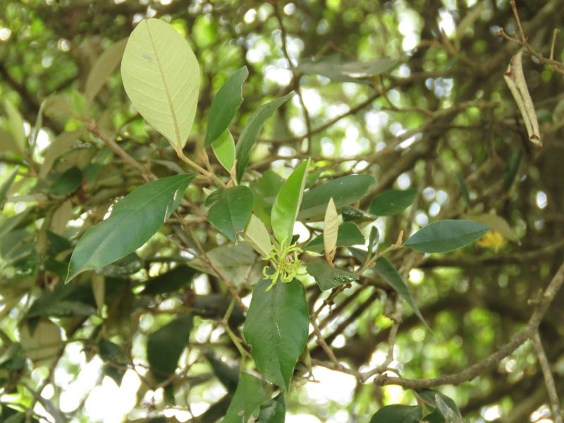 Trichocladus ellipticus, photographed by Christiaan Viljoen