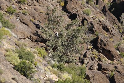 Ficus cordata, photographed by Tony Rebelo