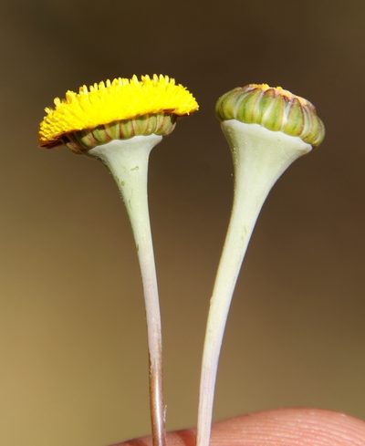 Cotula microglossa, photographed by Tony Rebelo