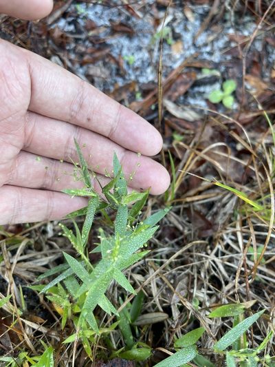 Dichanthelium portoricense, photographed by Brandon Corder