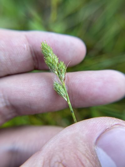 Carex longii, photographed by Brandon Corder