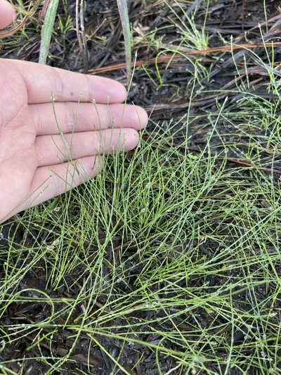 Eleocharis vivipara, photographed by Brandon Corder