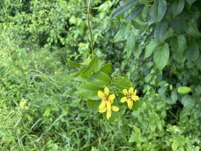 Tristellateia australasiae, photographed by Forest Botial-Jarvis