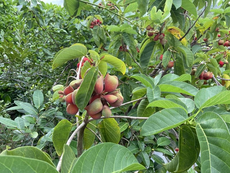 Sterculia ceramica, photographed by Forest Botial-Jarvis
