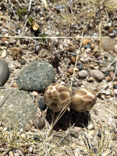 Gymnocalycium gibbosum, photographed by E Santos Ortega