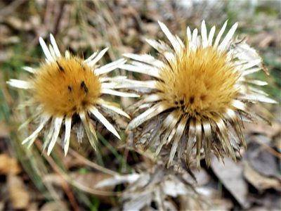 Carlina vulgaris, photographed by Michael Andresek