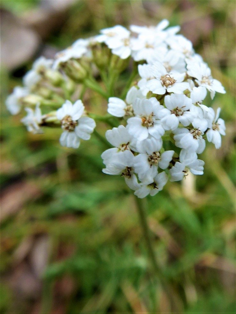 Achillea collina, photographed by Michael Andresek