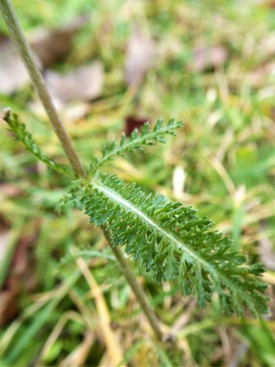 Achillea collina, photographed by Michael Andresek