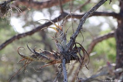 Tillandsia flexuosa, photographed by Arthur Windsor