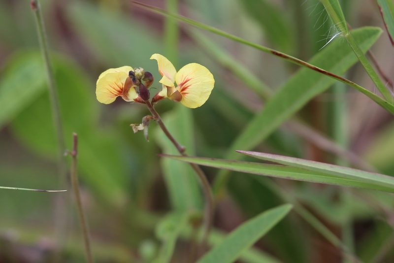 Macroptilium prostratum, photographed by Andy Jordan
