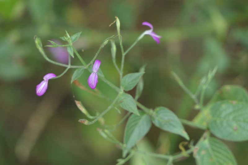 Dicliptera paniculata, photographed by Dinesh Valke