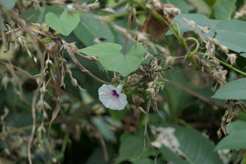 Ipomoea acanthocarpa, photographed by Dinesh Valke