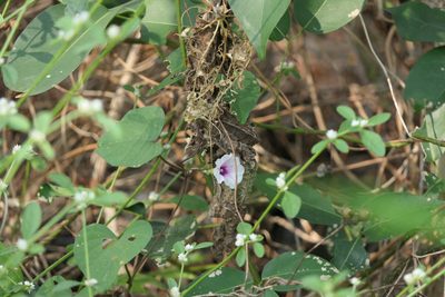 Ipomoea acanthocarpa, photographed by Dinesh Valke