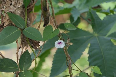 Ipomoea acanthocarpa, photographed by Dinesh Valke