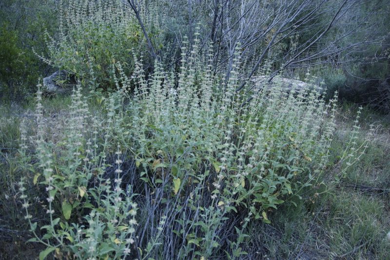 Salvia disermas, photographed by Tony Rebelo