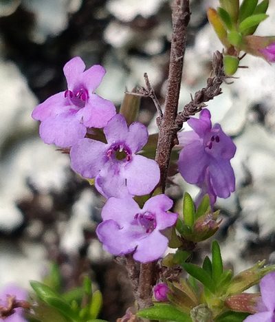 Micromeria maderensis, photographed by Vítor Jorge