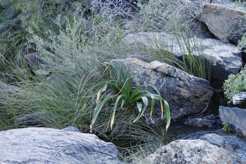 Crinum variabile, photographed by Tony Rebelo