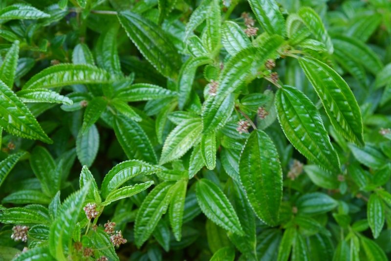 Pilea elegans, photographed by Hector Montero